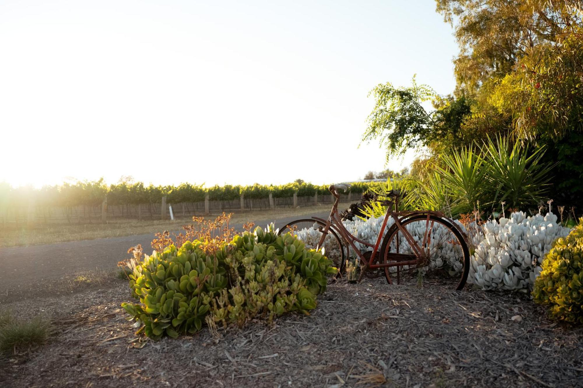 Bed In A Shed Vineyard Stay Watervale ภายนอก รูปภาพ