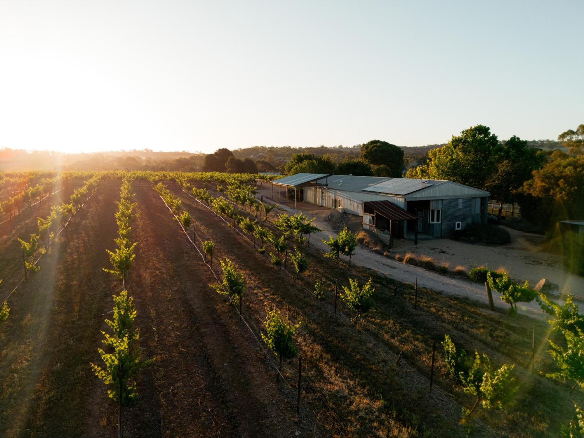 Bed In A Shed Vineyard Stay Watervale ภายนอก รูปภาพ